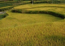 持续降雨导致水稻白叶枯病在局部地区流行