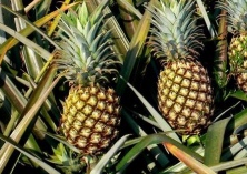 凤梨和菠萝 凤梨和菠萝