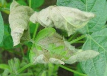 大豆菌核病危害症状 大豆菌核病危害症状