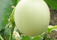 白兰瓜园六项措施让瓜果更甜