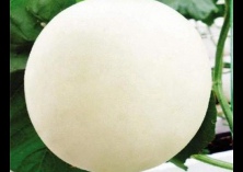 白兰瓜种植水阜镇施行