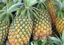 台湾凤梨释迦引武汉市民围观