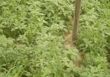 大叶茼蒿种植技术