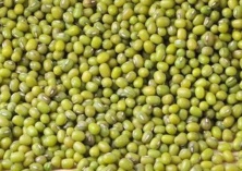 绿豆秋播栽培技术