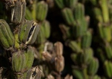 洋县红米的介绍