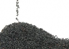 怎样防止黑米稻肥害