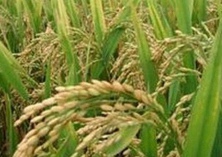 红米穗期病虫害的科学管理要点