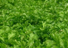 合理促控芹菜增产