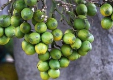 长沙两男子以为偷槟榔和烟不算事