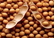 中国调整大豆目标价