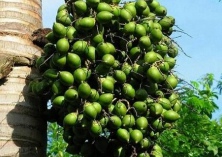 嚼槟榔为什么致癌率高