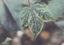 棉花缺锰症的表现及补救措施