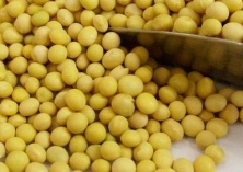 大豆芽变绿可以吃吗