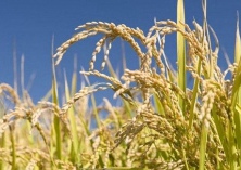 水稻灰飞虱的发生与防治