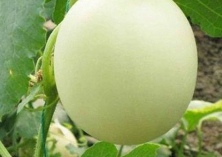 白兰瓜全部订单销售