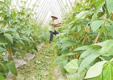 扁豆日光温室长季节栽培
