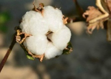 棉花病虫害防治技术