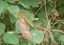 扁豆褐斑病的防治