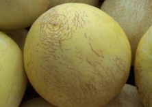 瓜王白兰瓜上市