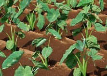 南方芋头种植技术要点