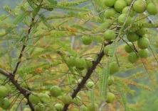 橄榄种植实生砧木苗的繁育