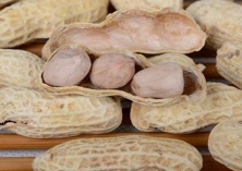 优质高产花生新品种花育22号简介