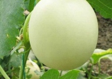 皋兰县5万亩优质白兰瓜喜获丰收