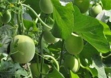 白兰瓜种植的栽培技术