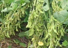 我国培育出亩产280