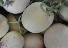 白兰瓜种植的棚室栽培法