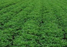 花生控旺需综合管理