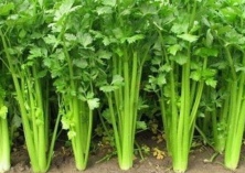 芹菜软化种植技术 芹菜软化种植技术