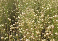 亚麻种植技术之云南种亚麻条件