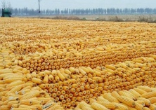 青海最大全膜双垄示