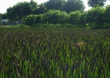 黑米种植技术之除草剂的用法