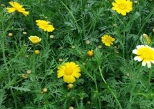 冬日食火锅的佳肴选茼蒿