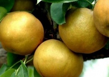 梨种植的矮化密植栽培