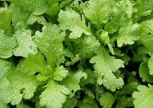 大叶茼蒿的病虫害防治