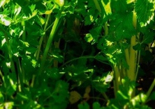 防治芹菜“烧心”的方法