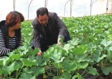 白兰瓜双杆四膜技术推出