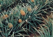 菠萝种植的施肥管理