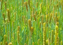 藏青25青稞详细介绍