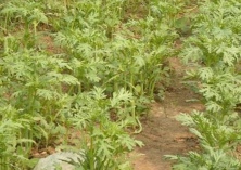 茼蒿霜霉病的危害症状