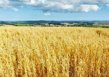 野燕麦种植技术之农药防治技术