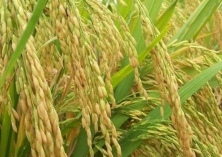 红米栽后加强田管