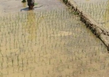 水稻简化种植技术