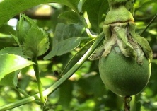 百香果种植的日常管理