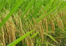 水稻种植技术之节水栽培
