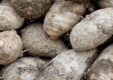 定安互联网+助农户卖芋头