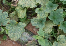 白兰瓜霜霉病防治